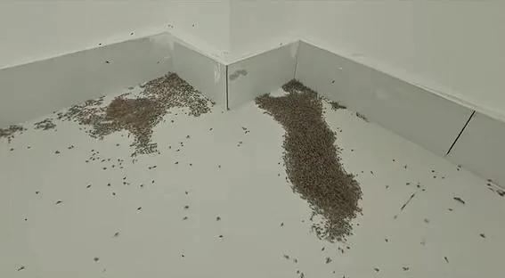 河南極端高溫 蚊子都被熱死了