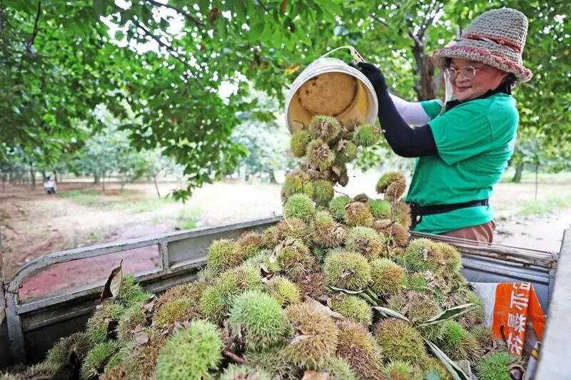 糖炒栗子加糖,根本不是為了甜?90%的人都想錯了!